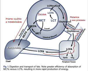 Metabolizmus MCT 1