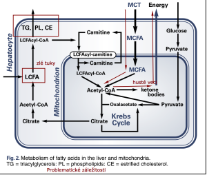 Metabolizmus MCT 2