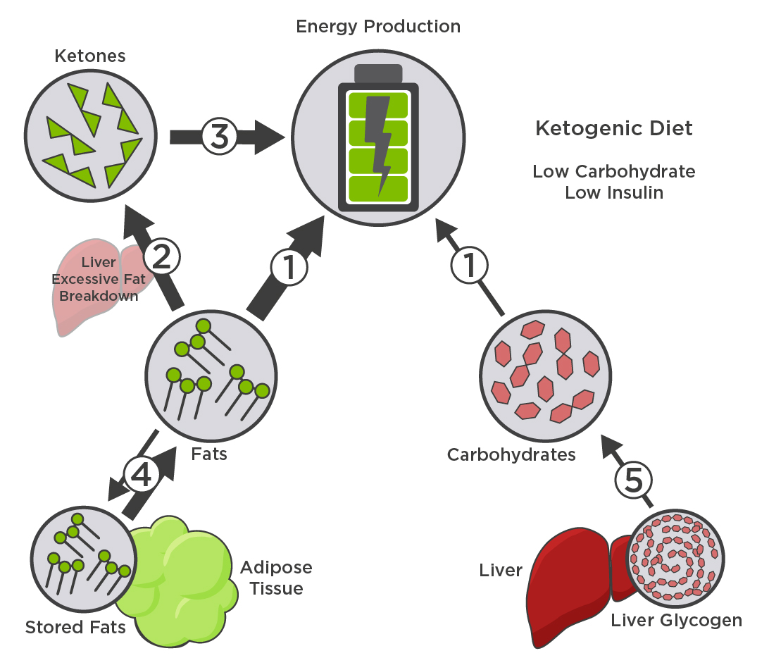 Metabolism ketogenic diet